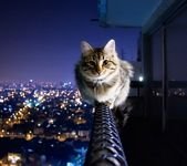 pic for cat on rope 